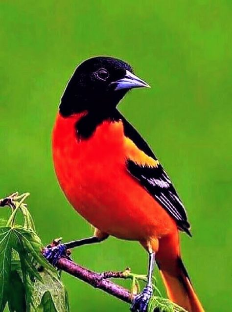 Baltimore Orioles Birds, Oriole Bird, Baltimore Oriole, Most Beautiful Birds, Kinds Of Birds, Nature Birds, Backyard Birds, Bird Pictures, Exotic Birds