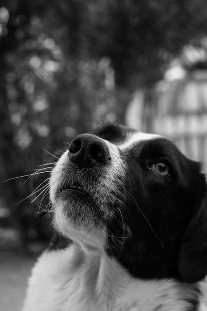 Married Man, Distance Love, Distance Relationships, Long Distance Love, Pet Cremation, Black And White Dog, Dog Photo, Dog Rules, Dog Modeling