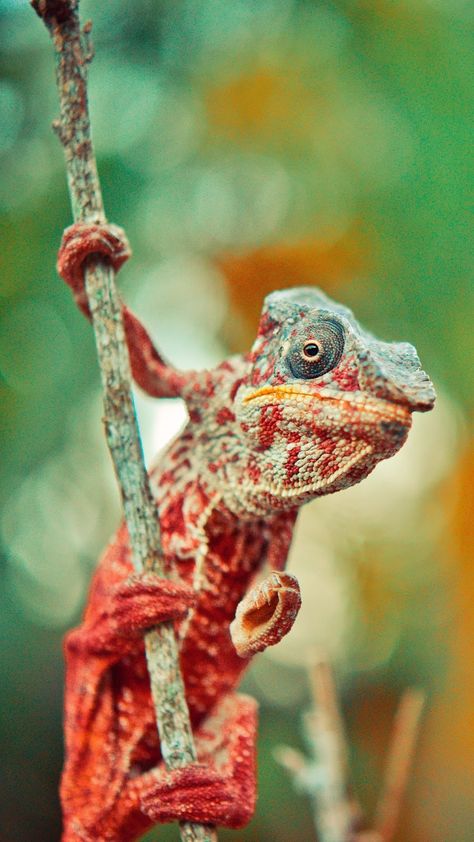 Chameleon Care, Backgrounds For Android, Amazing Hd Wallpapers, Veiled Chameleon, Wild Animals Photography, Background Images For Editing, 4k Background, Reptiles And Amphibians, Bird Photo