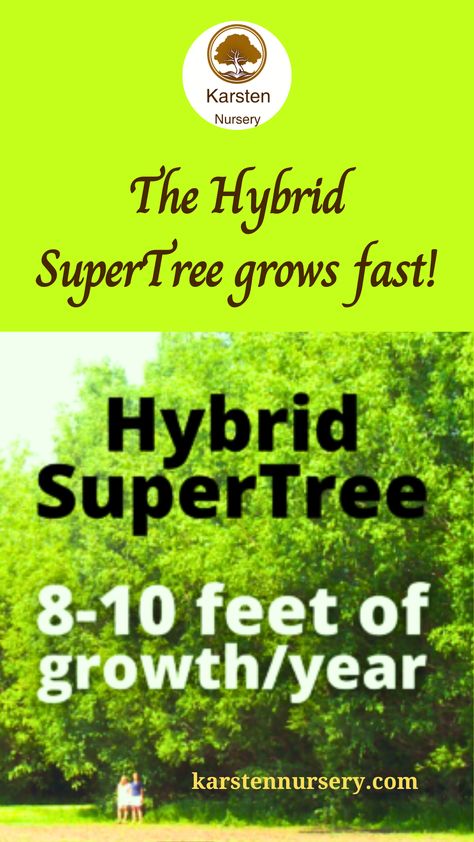 Hybrid SuperTree Gardening Tool Handles, Fastest Growing Trees, Growing Trees, Fast Growing Trees, Square Foot Gardening, Dollar Tree Crafts, Growing Tree, Fast Growing, Tree House