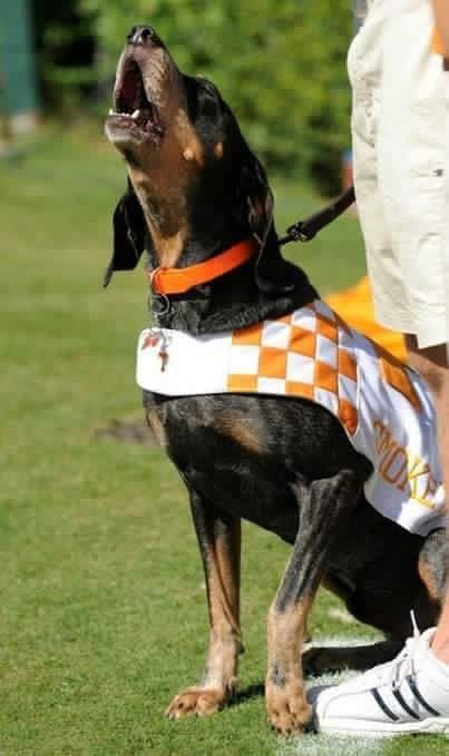 SMOKEY UT VOLS MASCOT Tennessee Mascot, Tn Vols Football, Tn Football, Ut Football, Rocky Top Tennessee, The Cutest Animals, Tennessee Girls, Tennessee Volunteers Football, Tn Vols