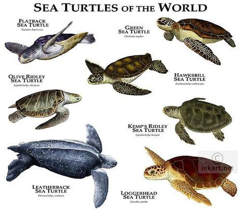 Sea Turtle Species, Loggerhead Sea Turtle, Tortoise Turtle, Green Sea Turtle, Turtle Love, Turtle Art, Baby Panda, Reptiles And Amphibians, Sea Turtles