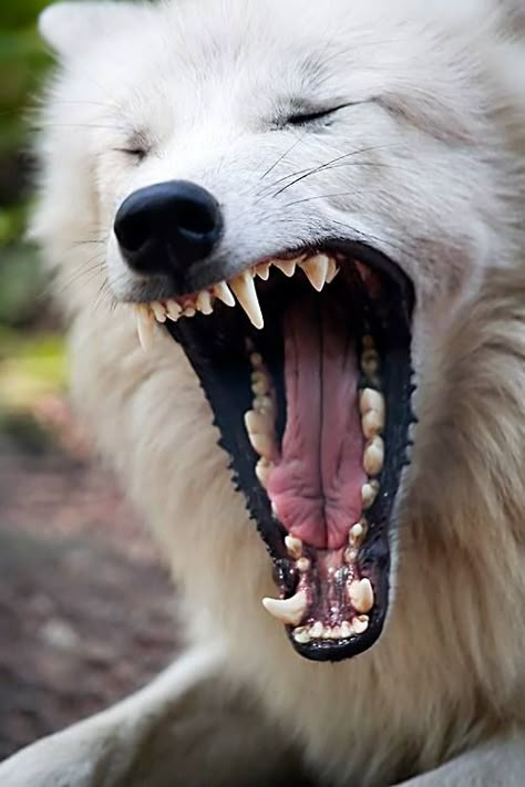 Arctic Wolf Wolf Teeth Reference, Wolf Yawning, Wolf Mouth Open, Yawning Reference, Wolf Reference Photo, Wolf Showing Teeth, Dog Laughing, Laughing Videos, Wolf Poses