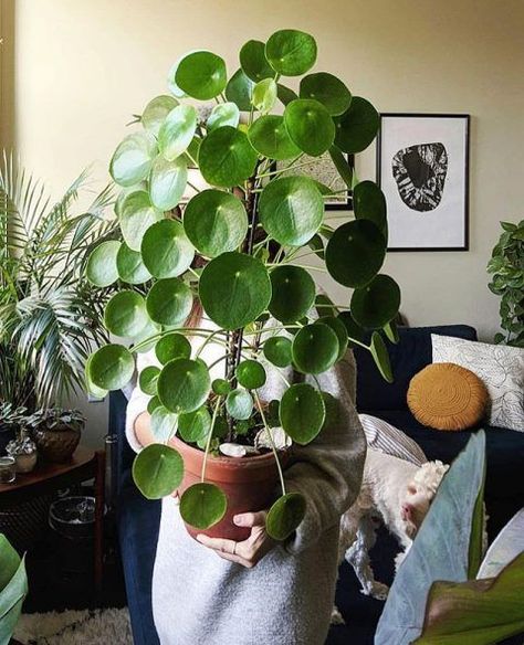 Loved this picture by Swiss Miss . . . #houseplants #plants #plantstagram #plantslover #plantlife #plantlove #plantmom #plantaddict #plantcollection #monsterra #houseplantclub #houseplantsofinstagram #houseplantlove #aesthetic #aesthetically #cats #catlover Swiss Miss, Pilea Peperomioides, Interior Plants, Scandinavian Interior Design, House Plants Indoor, Commercial Interior Design, Boho Interior, Plant Mom, Room Decor Bedroom Teenage