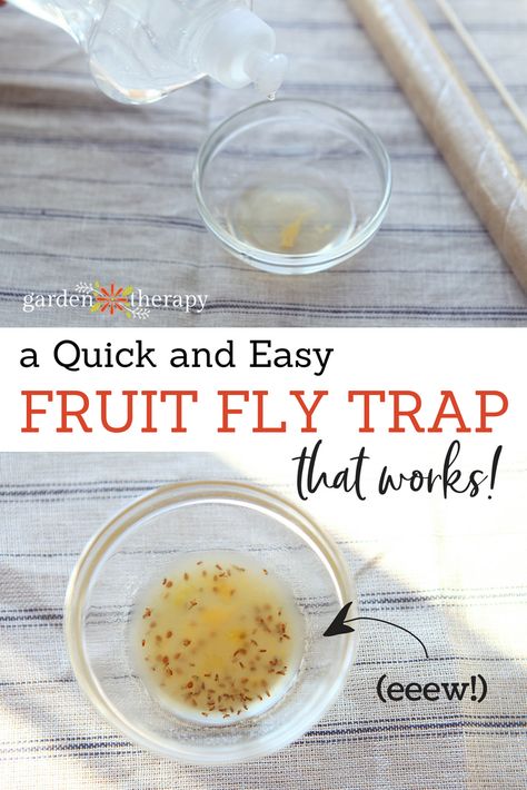 How to make a fruit fly trap that works! via www.gardentherapy.ca Natural Fruit Fly Trap, Killing Fruit Flies, Fly Remedies, Flies Trap Diy, Catch Fruit Flies, Fruit Fly Catcher, Homemade Fruit Fly Trap, Fruit Fly Killer, Fruit Flies In House