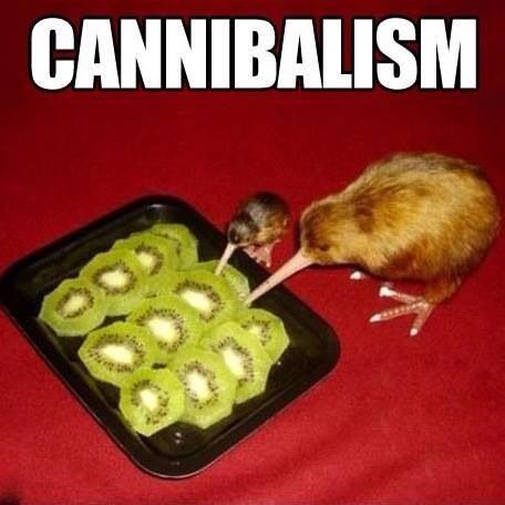 Funny Animal Facts, Animal Facts Interesting, Kiwi Birds, Animal Captions, Kiwi Bird, Facts You Didnt Know, Interesting Animals, 웃긴 사진, Animal Facts