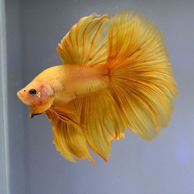 Betta-Fish-034-Super-Yellow-Light-Gold-034-HMPK-Premium-Grade-Male-Thailand Fish Tropical, Yellow Fish, Fishing For Beginners, Beta Fish, Freshwater Aquarium Fish, Live Aquarium, Fish For Sale, Cool Tanks, Beautiful Fish