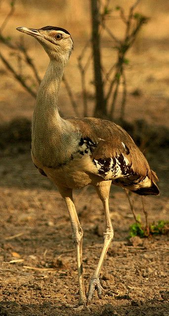 Australian Bustard is a large ground bird of grassland, woodland and open agricultural country across northern Australia and southern New Guinea. Australian Fauna, Birds Of Australia, Australian Wildlife, Kinds Of Birds, Australian Birds, Living Things, Australian Animals, New Guinea, All Birds