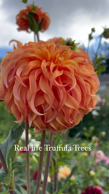 Galena Berkompas • Urban Flower Farm • Education on Instagram: "This dahlia is popular for a reason… and one that I’ll always grow. The orange ruffly swirls have pink and coral shades and it really does look like a Truffula tree from Dr. Seuss. It’s called Bloomquist Jean and grows 6 ft tall with big 6-7 inch ruffly flowers on long strong stems! It’s a must-have for me, but let me know what you think of it! . . . . . . . #dahlias #dahlia #flowers #growflowers #urbanfarm #flowerfarm #backya Dr Seuss Plants, Types Of Orange Flowers, Wizard Of Oz Dahlia, Bloomquist Jean Dahlia, Dr Seuss Flowers, Bloomquist Dahlia, Planting Flowers In Garden, Tall Dahlias, Dr Seuss Garden