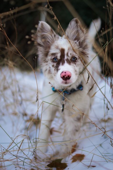 Red Merle Border Collie Puppy, Red Merle Border Collie, Blue Merle Border Collie, Merle Border Collie, Red Merle Australian Shepherd, Aussie Cattle Dog, Behavior Tips, Most Beautiful Dogs, Collie Puppies