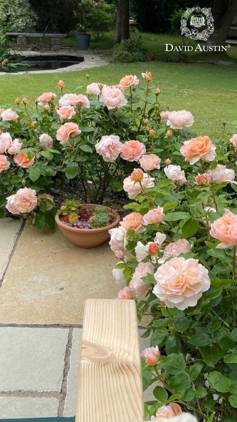 Our customer's gardens are a true testament to the exquisite beauty of David Austin roses. Whether planted in borders, pots, or left to ramble wild, our English roses bloom magnificently, showcasing their splendour.  Don't forget to share your stunning garden with us by uploading your pictures to our inspiration gallery.  #davidaustinroses #gardeninspiration Rose Garden In Pots, Italian Rose Garden, Small Garden Flower Ideas, Peonies And Roses Garden, Boscobel Rose David Austin, Roses In Raised Beds, Rose Garden Ideas Backyards, Rose Beds Garden Ideas, Rose Bushes Landscape