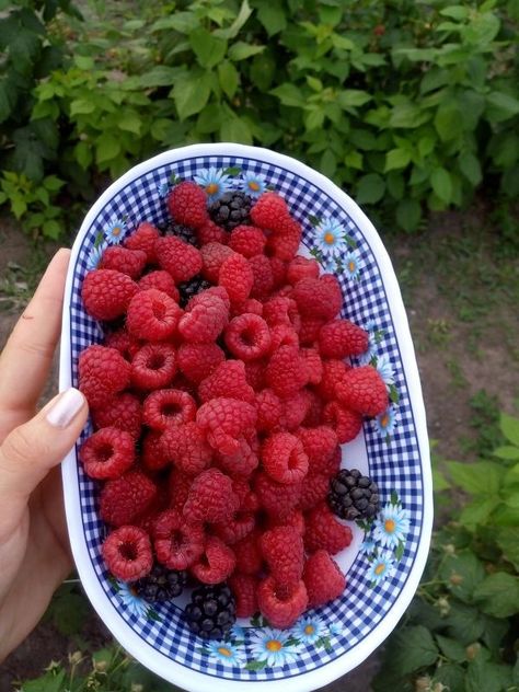 Raspberry Picking Aesthetic, Rasberries Aesthetic, Bush Aesthetic, Raspberry Desserts Aesthetic, Aesthetic Raspberry, Raspberry Garden, Blueberries Cake, Berries Ice Cream, Raspberry Bush Aesthetic