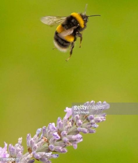 14,389 Bumblebee Photos and Premium High Res Pictures - Getty Images Bumble Bee Flying, Bee Flying, Flying Bee, Closeup Photography, I Love Bees, Lavender Flower, Close Up Photography, Social Media Design Graphics, Lavender Flowers