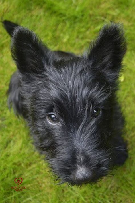 This small black dog breed originated in Scotland and is known for its fierce character. They are true terriers and share many of their characteristics with the rest of the terrier breeds. They are fearless, brave, and fairly active. Like the rest of its cousin breeds, this rather small black dog loves to dig. #scottishterrier #blackdogs #blackdogbreeds #dog #dogs Black Terrier, Black Small Dog, Scottie Dog Puppy, Black Dogs Breeds, Small Black Dog, Scottish Terrier Puppy, Terrier Breeds, Cute Dog Pictures, Dog Mama