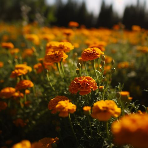 A field of Marigold in the summer Field Of Marigolds, Yellow Marigold Aesthetic, Mary Gold Flower, Merigold Aesthetic, Marigold Flower Aesthetic, Jessa Aesthetic, Marigold Aesthetic, Marigold Field, Wc Oc