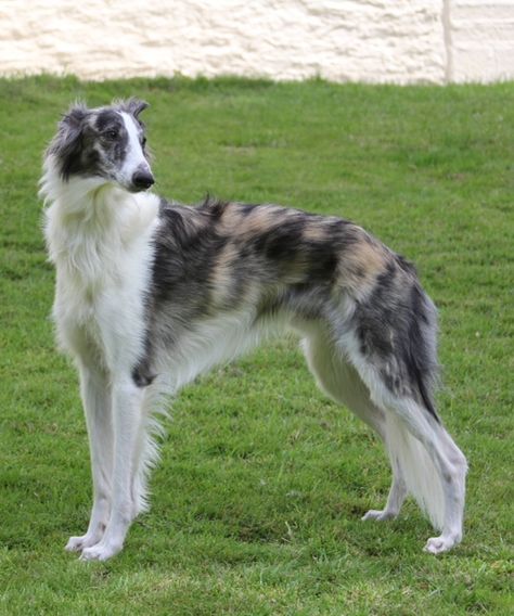 Silken Windhound Puppy, Dogs Howling, Windhound Silken, Windy Chien, Saarloos Wolfdog, Silken Windhound, Ancient Dogs, Alaskan Noble Companion Dog, Borzoi Dog