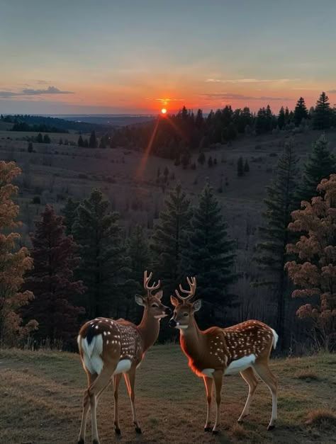 Country Life Photography, Nature Art Inspiration, Deer Spirit, Acrylic Sunset, Deer Images, Wildlife Biology, Paintings Wallpaper, Magical Animals, Winter Paintings