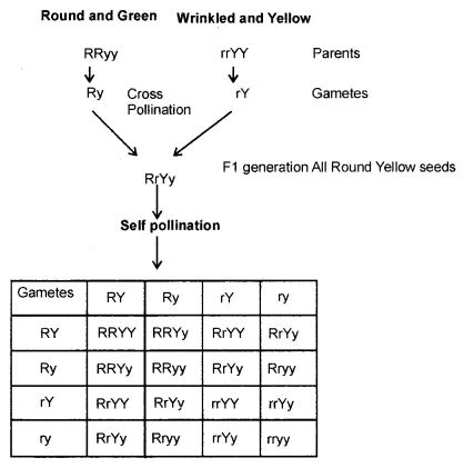 Heredity and Evolution Class 10 Notes Science Chapter 9 - Learn CBSE  #Class10ScienceNotes #ScienceClass10Notes #Class10ScienceNotesPDF #NCERTClass10ScienceNotes #NotesOfScienceClass10 Heredity And Evolution, Class 10 Science Notes, Ncert Class 10, Class 10 Notes, Dihybrid Cross, Notes Science, Genetic Drift, Inherited Traits, Class 10 Science