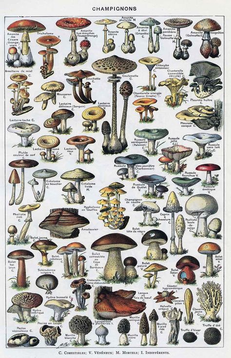 Leemage.com Adolphe Millot, Mushroom Poster, Mushroom Print, Illustration Botanique, Botanical Art Prints, Vintage Mushroom, Vintage Botanical Prints, Scientific Illustration, Mushroom Art