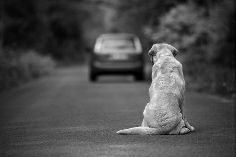 Keeping a watchful eye on the Animal Rights Movement Indoor Dog Park, Dog Illnesses, Dog Friendly Hotels, Pregnant Dog, Indoor Dog, Older Dogs, Outdoor Dog, Dog Park, Dog Care