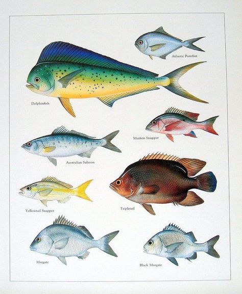 Australian Fish, Fishing Drawing, Fishing Alaska, Fish Chart, Alaska Salmon, Fauna Marina, Fish Illustration, Drawing Watercolor, Ocean Fishing