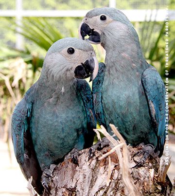 Spix Macaw, Macaw Art, American Animals, African Grey Parrot, African Grey, Funny Birds, Colorful Birds, Cute Birds, Love Birds