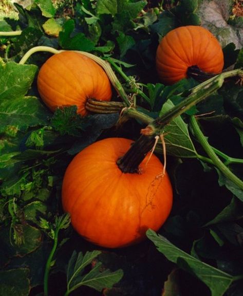 When To Plant Pumpkins, Pumpkin Trellis, Squash Trellis, Trellis Netting, Pumpkin Vine, Planting Pumpkins, Pumpkin Squash, Growing Pumpkins, Garden Vines