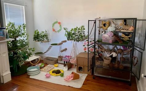 Rat Room Ideas, Rat Cage Aesthetic, Bioactive Rat Cage, Rat Cage Ideas Aesthetic, Rat Free Roam Area, Rat Free Roam, Homemade Rat Cage Ideas, Rat Setup, Rat Cage Setup