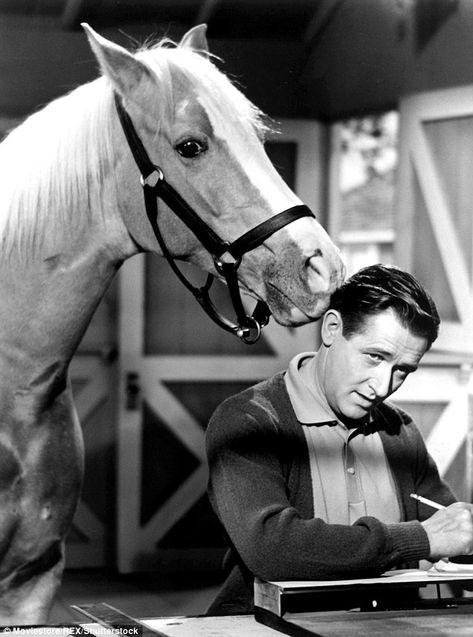 Mr Ed, Mister Ed, Alan Young, Classic Television, Old Shows, Old Tv Shows, Vintage Tv, Retro Tv, Old Tv