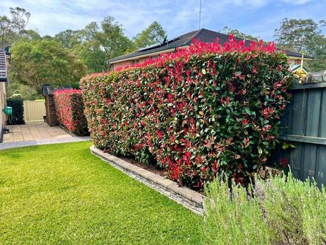 Shazia Ahsan on Instagram: "🌺 Colours in our backyard 🌺 #springtime #photinia" Wood Lake, Home Exterior Makeover, Bright Copper, Exterior Makeover, Evergreen Plants, New Leaf, Hedges, Spring Time, House Exterior