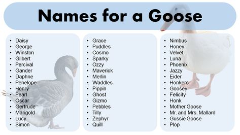 Welcome to our blog post about names for a goose! If you’re a proud owner of a feathered friend, you may have considered giving your goose a name. Not only can it make your goose feel like a valued member of the family, but it can also be a fun way to showcase their unique … Adorable Names for a Goose – Name Ideas for Your Pet Read More » Porch Goose, Feather Meaning, Classic Names, Creative Names, Famous Names, Little Bo Peep, Funny Names, Name Ideas, Goose Feathers