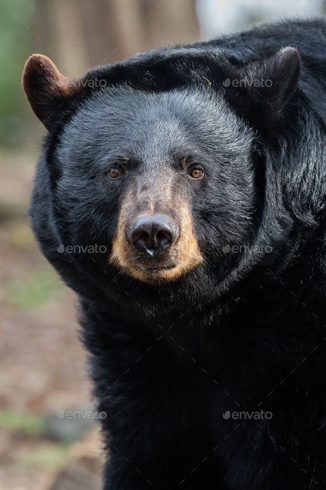 American Black Bear by mattcuda. A portrait of an American black bear. #AD #Bear, #Black, #American, #mattcuda Cute Animal Tattoos, American Black Bear, Bear Drawing, Bear Photos, Bear Face, Bare Bears, Bear Pictures, We Bare Bears, Bear Wallpaper