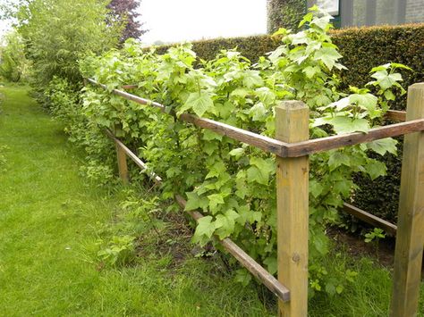 (and I have all 3 types of plant now....?) though I heard (perhpas mere rumor) not to plant black and red currants together as they'd cross and would lose the black ones...?) wooden fence for raspberry, red currant and blackcurrant bushes Currant Bush, Growing Raspberries, Landscaping On A Hill, Bush Garden, Berry Garden, Vegetable Garden Diy, Sloped Garden, Growing Succulents, Red Currant