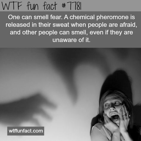 Weird Facts You Didnt Know, Funny Facts Mind Blowing, Psychology Memes, Creepy History, Useless Knowledge, What The Fact, Facts Funny, Creepy Facts, Facts You Didnt Know