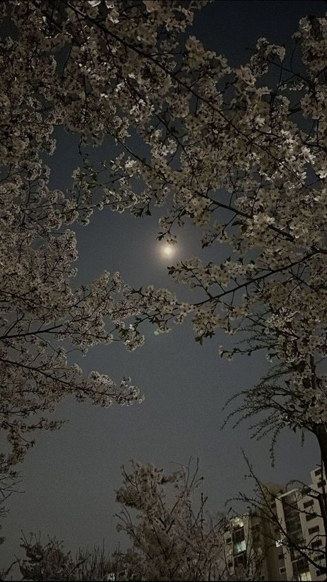 Genos Wallpaper, Cherry Blossom Trees, Vintage Flowers Wallpaper, Night Scenery, Pretty Landscapes, Backgrounds Phone Wallpapers, Black Aesthetic Wallpaper, Blossom Trees, The Night Sky