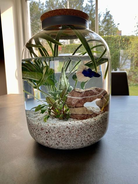 Dorm Fish Tank, Small Fish Tank Ideas, Koi Fish Tank, Betta Fish Tank Ideas, Cool Fish Tank Decorations, Tank Terrarium, Water Terrarium, Fish Tank Themes, Taman Air