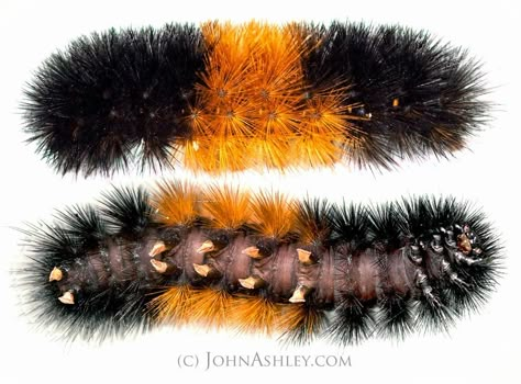 Wooly Bear Caterpillar, Woolly Bear, Cool Bugs, Bear Tattoo, Beautiful Bugs, Creepy Crawlies, Arthropods, Little Creatures, Arachnids