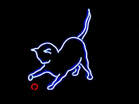 Neon Cat by Bill Binns, via Flickr Cat Neon Sign, Word Font, Walking Cat, Neon Cat, Animal Clinic, Neon Noir, Neon Quotes, Neon Sign Wall, Neon Words