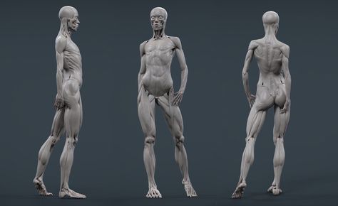 ArtStation - Female ecorche, Maria Panfilova Female Ecorche, Maria Panfilova, Man Anatomy, Anatomy Sculpture, Sculptures Céramiques, Human Anatomy Art, Human Drawing, Anatomy Sketches, Anatomy For Artists