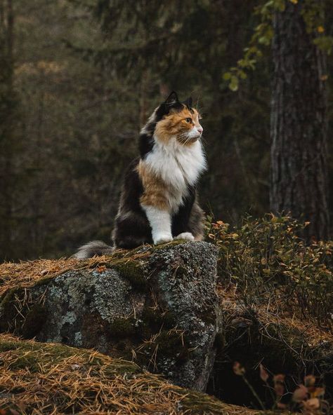 Warrior Cats Reference, Cats Reference, Cats In Nature, Warrior Cats Ocs, Warrior Cat Ideas, Cats Outside, Warrior Cats Books, Cat Poses, Cat Anatomy