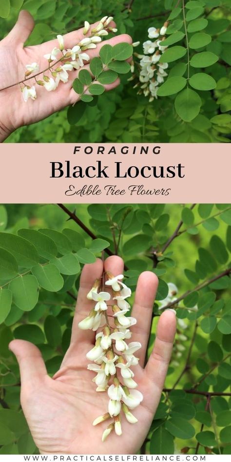 Black Locust Tree, Spring Foraging, Robinia Pseudoacacia, Urban Foraging, Medicinal Wild Plants, Food Foraging, Wild Foraging, Wild Food Foraging, Herbal Remedies Recipes