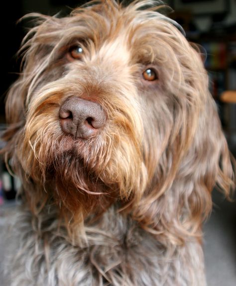 Labradoodle Breed Standard Minature Labradoodle, Labradoodle Retriever, Labradoodle Full Grown, Labradoodle Haircut Style, Labradoodle Haircut, F1 Labradoodle, Brown Labradoodle, Labradoodle Art, Australian Labradoodle Puppies