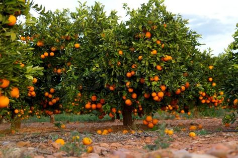 Stock image of 'Orange orchards in Valencia, Spain' Citrus Tree Garden, Pruning Apple Trees, Como Plantar Pitaya, Orange Peel Powder, Orange Farm, Farm Layout, Home Grown Vegetables, Sweet Orange Essential Oil, Tree Images