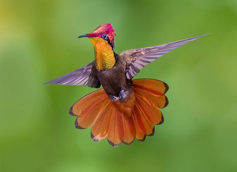 Congratulations Photos, Exotic Birds, Pretty Birds, Colorful Birds, Wild Birds, Hummingbirds, Bird Feathers, Beautiful Birds, Trinidad