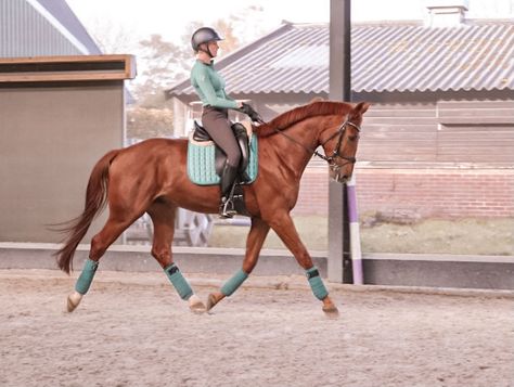 Tack Colors For Horses, Chesnut Horses Dressage, Chestnut Dressage Horse, Chestnut Horse Tack, Chestnut Horse Tack Colors, Lemieux Equestrian, Sorrel Horse, Chestnut Horses, Horse Outfits