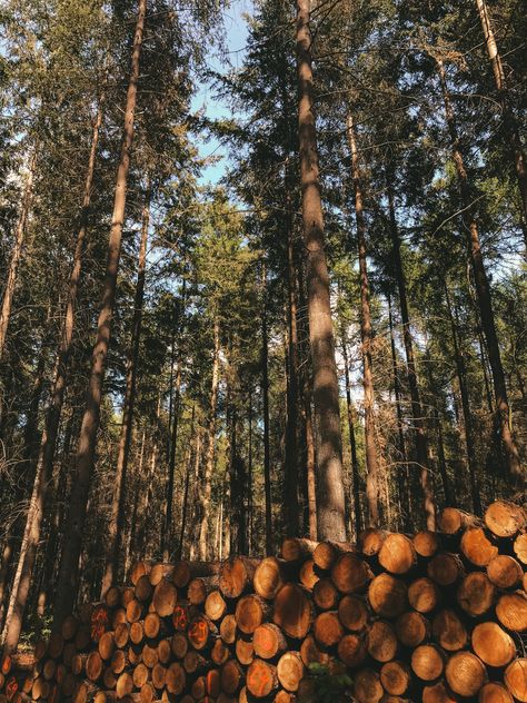 Wood Logs Aesthetic, District 7 Lumber Aesthetic, Logging Aesthetic, Lumber Aesthetic, Firewood Aesthetic, Joanna Aesthetic, Lumberjack Aesthetic, Carpenter Aesthetic, Wood Aesthetic