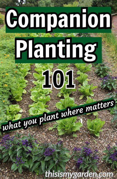 Vegetable Flowers, Planting Garden, Companion Planting Vegetables, Vegetable Garden Beds, Companion Gardening, Garden Companion Planting, Tattoo Plant, Garden Layout Vegetable, Vegetable Garden For Beginners