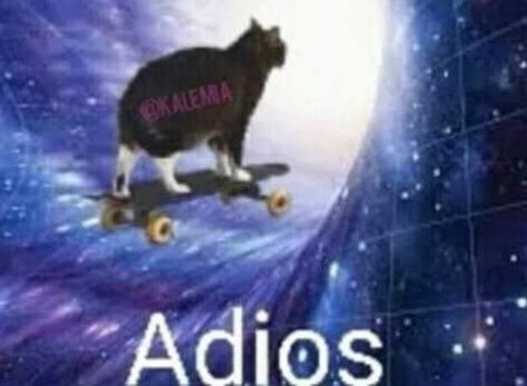 cat on skateboard, text “adios” Silly Kitties, Silly Cats Pictures, Cat Pictures, Jokes Pics, Silly Animals, Funny Cat Pictures, Cute Memes, Funny Cute Cats, Cute Cats And Dogs