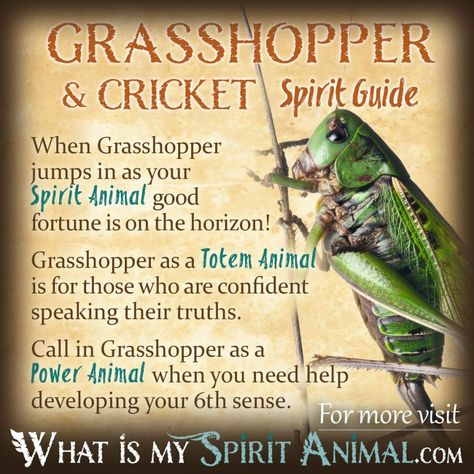 Cricket & Grasshopper Symbolism & Meaning | Spirit, Totem & Power Animal Spirit Animal Quotes, Japanese Symbols Tattoo, Animal Totem Spirit Guides, Symbolism Meaning, Spirit Animal Meaning, Animal Meanings, Spirit Animal Totem, Animal Spirit Guide, Spiritual Animal