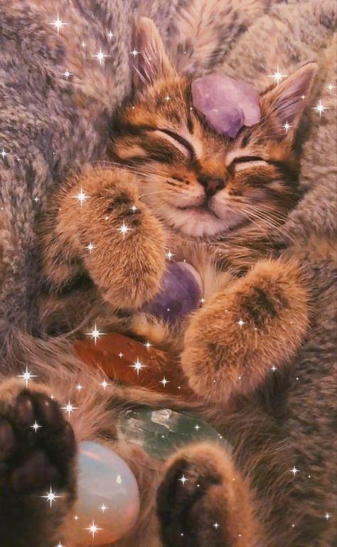 Mystical Cat, Fyp Aesthetic, Crystal Cat, Cat Aesthetic, Funny Cute Cats, Crystal Shop, Cat Pics, Shop Wallpaper, Funny Cute